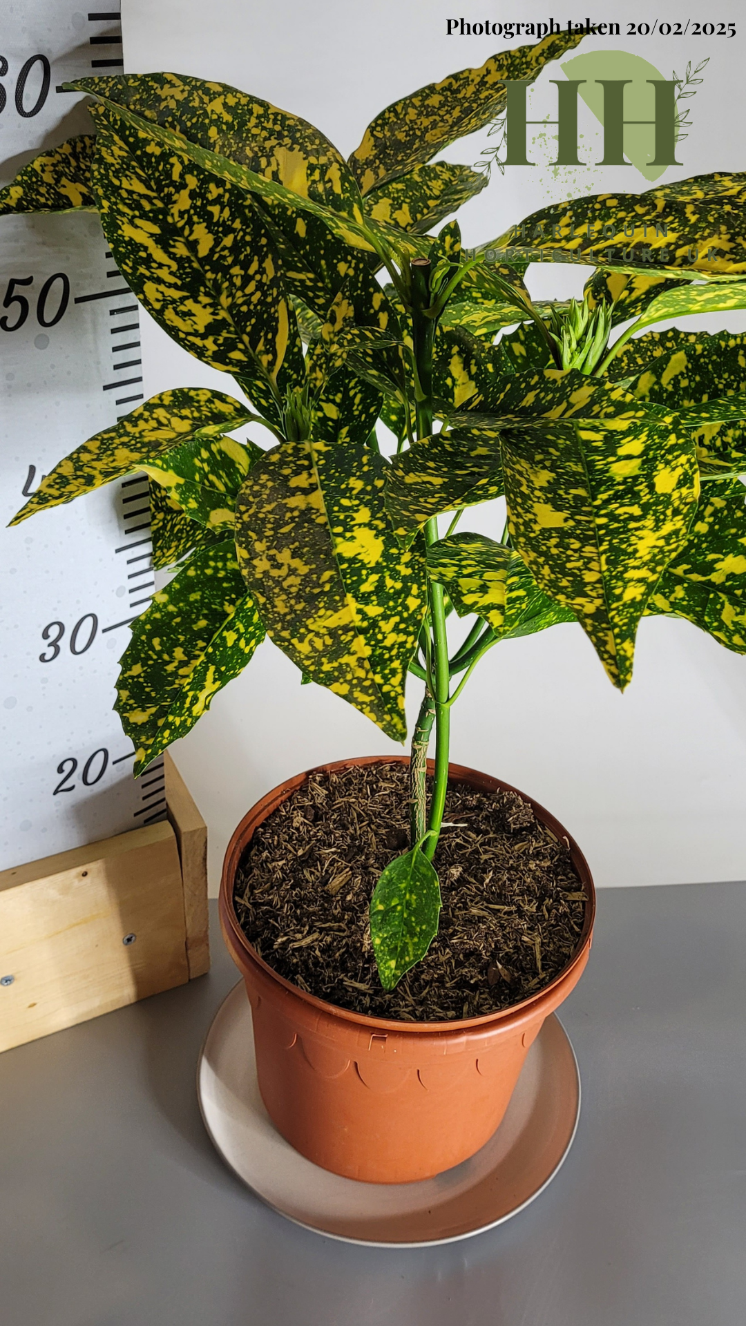 aucuba plant indoors Aucuba japonica 'Crotonifolia' | Evergreen Shrub