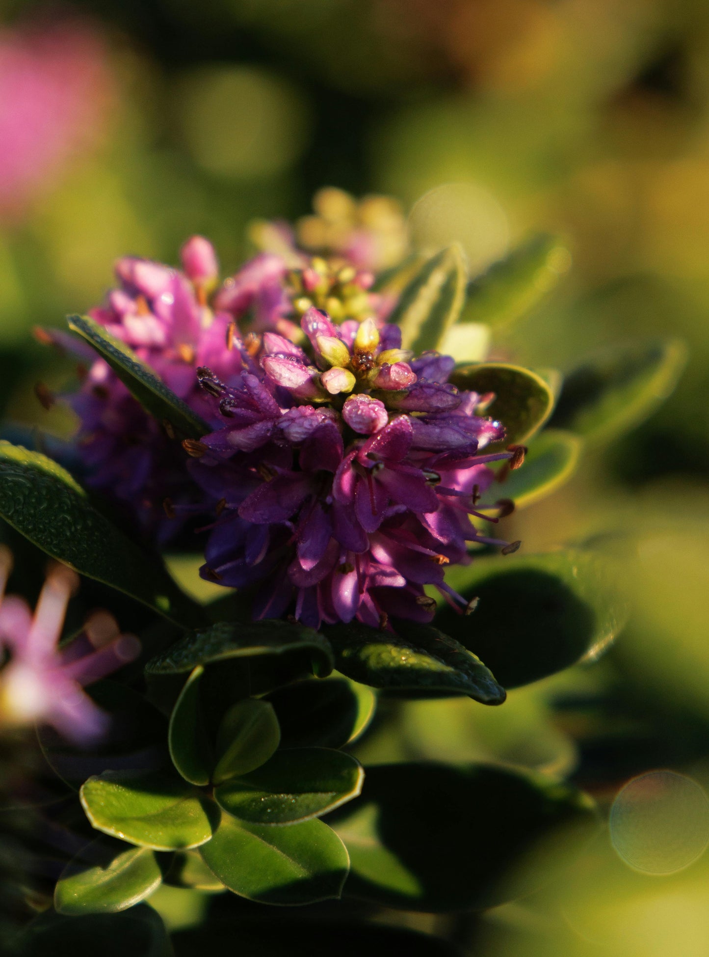 Hebe 'Topiaria' | Evergreen Shrub | Size: 5 litre, 22.5cm Pot | Current Height: 35cm, Pot included