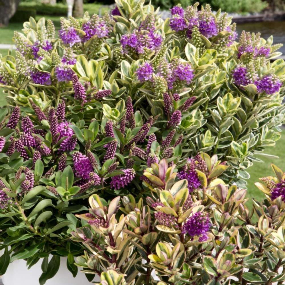 Hebe fran 'Variegata' | Evergreen Shrub | Size: 5 litre, 22.5cm Pot | Current Height: 45cm, Pot included
