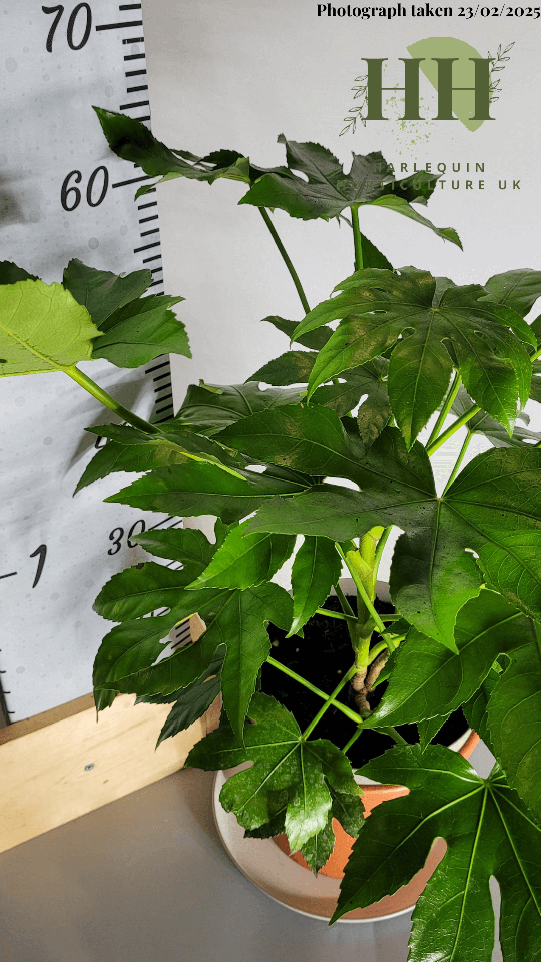 Fatsia japonica | Evergreen Shrub | Size: 5 litre, 22.5cm Pot | Current Height: 55cm Pot included