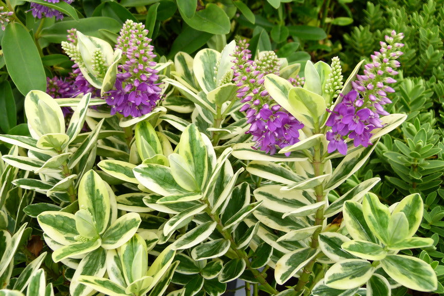 Hebe fran 'Variegata' | Evergreen Shrub | Size: 5 litre, 22.5cm Pot | Current Height: 45cm, Pot included