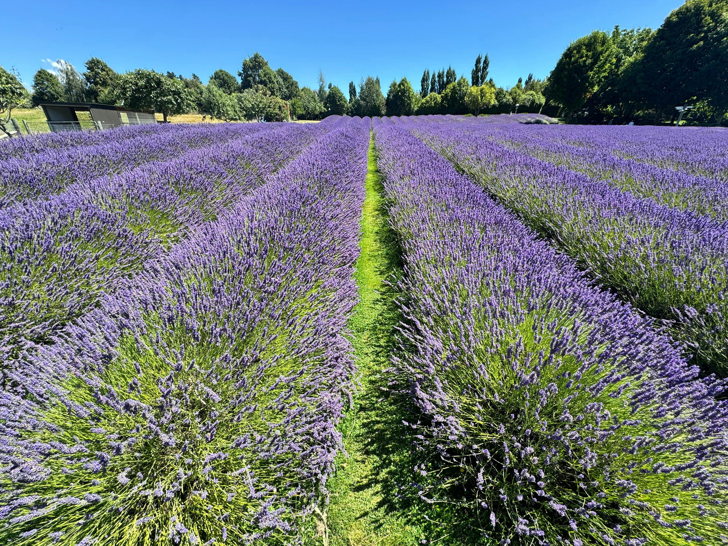 Lavandula angustifolia 'Dwarf Blue' | Herbaceous Perennial | Size: 5 litre, 22.5cm Pot | Current Height: 35cm, Pot included