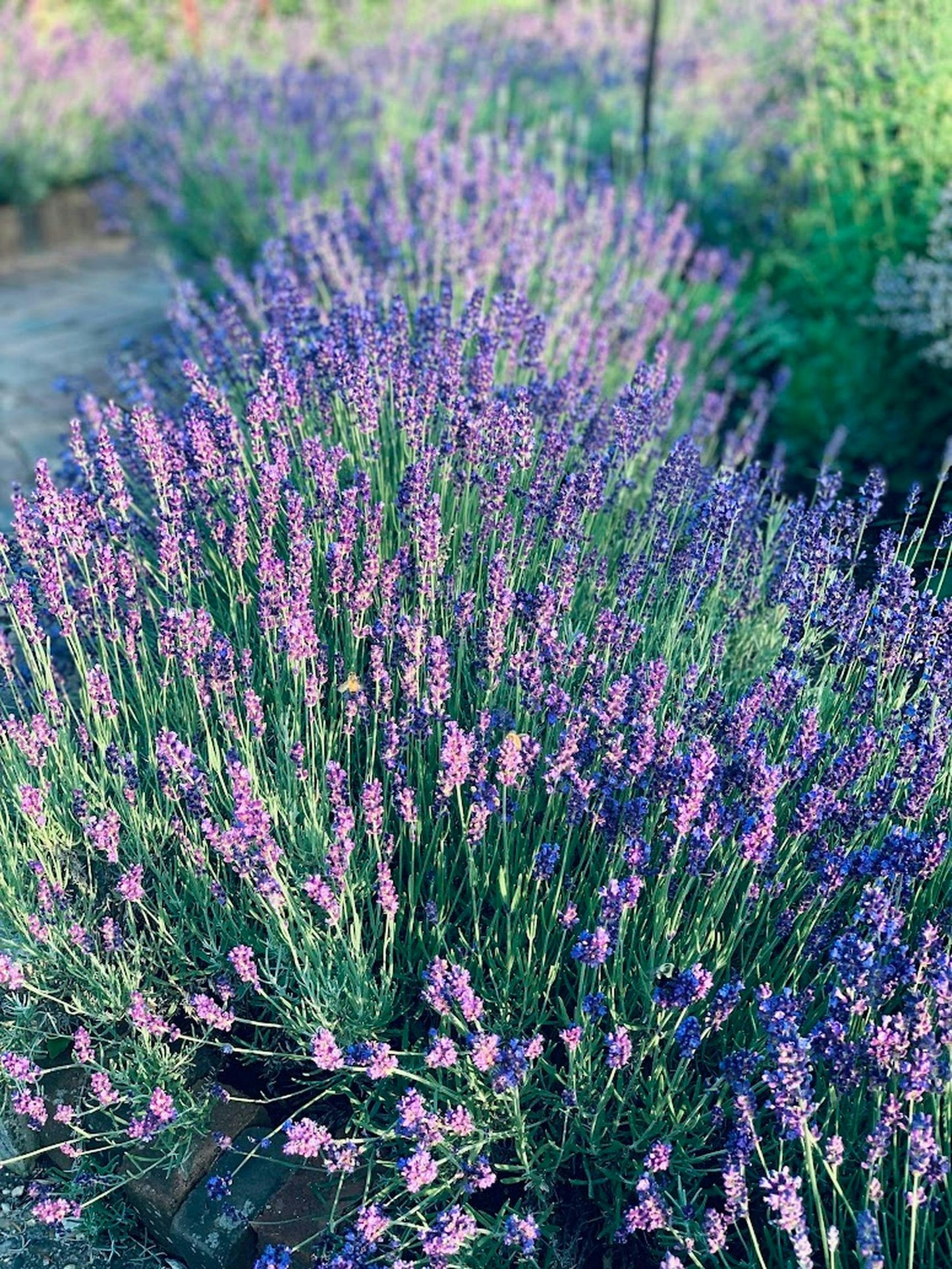 Lavandula angustifolia 'Dwarf Blue' | Herbaceous Perennial | Size: 5 litre, 22.5cm Pot | Current Height: 35cm, Pot included