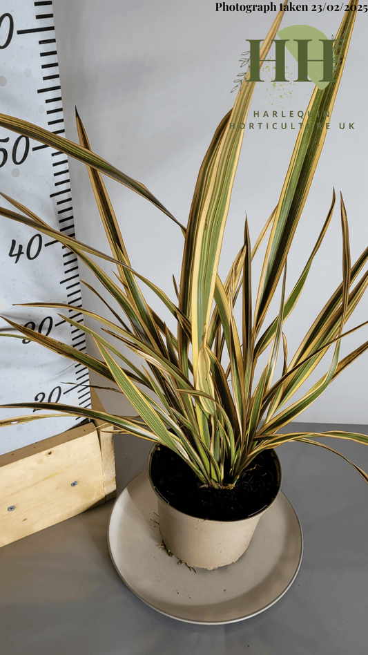Phormium 'Golden Ray' | Evergreen Perennial | Size: 2 litre, 17cm Pot | Current Height: 50cm, Pot included