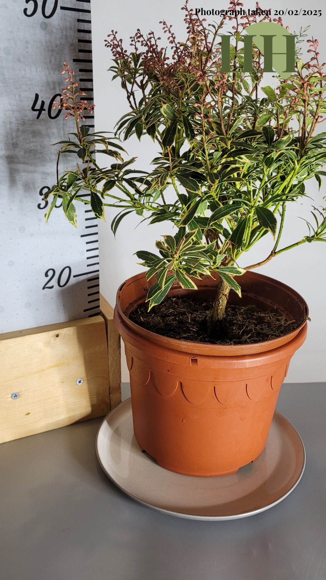 Pieris japonica 'Variegata' | Evergreen Shrub | Size: 5 litre, 22.5cm Pot | Current Height: 45cm, Pot included