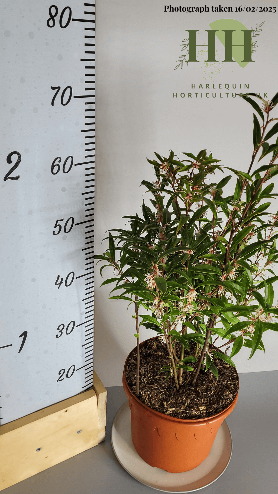 Sarcococca hookeriana digyna | Evergreen Shrub | 5 litre, 22.5cm Pot ...